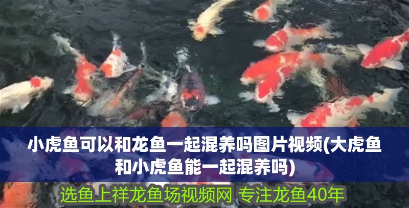 小虎魚可以和龍魚一起混養嗎圖片視頻(大虎魚和小虎魚能一起混養嗎)