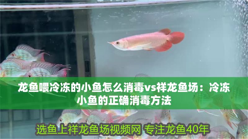 龍魚喂冷凍的小魚怎么消毒vs祥龍魚場：冷凍小魚的正確消毒方法