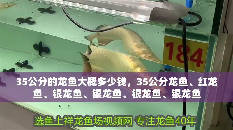 35公分的龍魚大概多少錢，35公分龍魚、紅龍魚、銀龍魚、銀龍魚、銀龍魚、銀龍魚