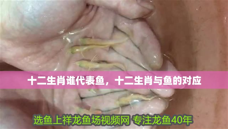 十二生肖誰代表魚，十二生肖與魚的對應(yīng)