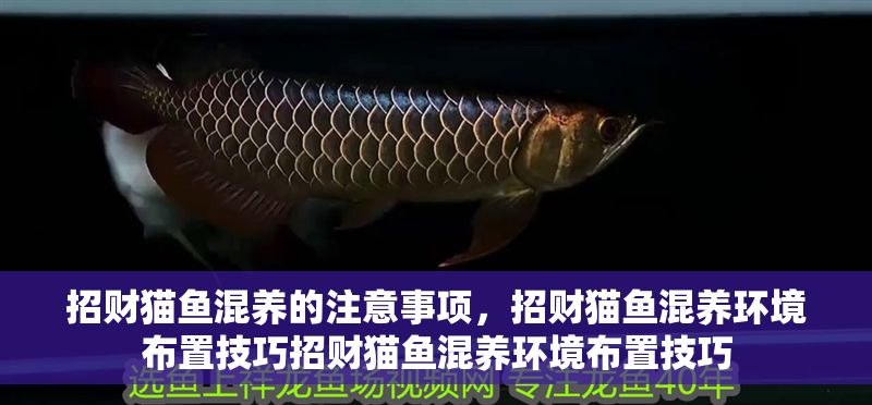 招財貓魚混養的注意事項，招財貓魚混養環境布置技巧招財貓魚混養環境布置技巧