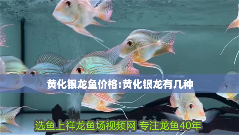 黃化銀龍魚價(jià)格:黃化銀龍有幾種