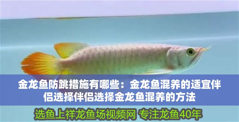 金龍魚防跳措施有哪些：金龍魚混養的適宜伴侶選擇伴侶選擇金龍魚混養的方法