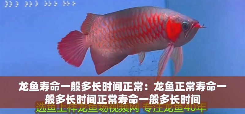 龍魚壽命一般多長時間正常：龍魚正常壽命一般多長時間正常壽命一般多長時間