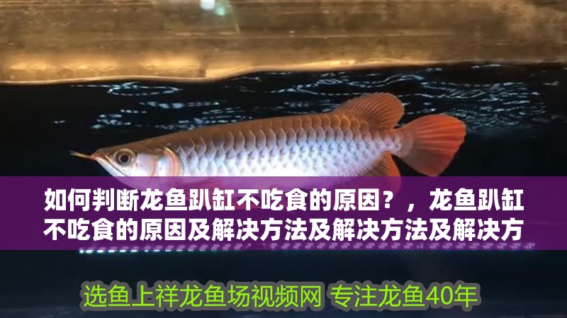 如何判斷龍魚趴缸不吃食的原因？，龍魚趴缸不吃食的原因及解決方法及解決方法及解決方案