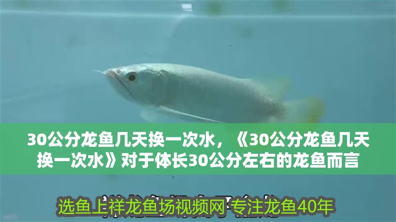 30公分龍魚幾天換一次水，《30公分龍魚幾天換一次水》對于體長30公分左右的龍魚而言 30公分龍魚幾天換一次水，《30公分龍魚幾天換一次水》對于體長30公分左右的龍魚而言 水族問答