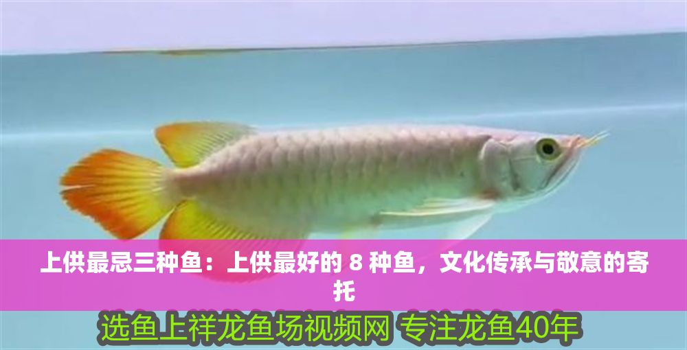 上供最忌三種魚：上供最好的 8 種魚，文化傳承與敬意的寄托