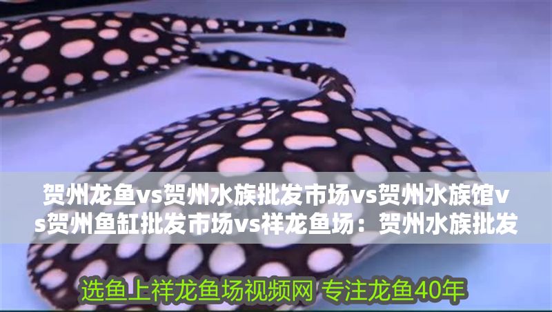 賀州龍魚(yú)vs賀州水族批發(fā)市場(chǎng)vs賀州水族館vs賀州魚(yú)缸批發(fā)市場(chǎng)vs祥龍魚(yú)場(chǎng)：賀州水族批發(fā)市場(chǎng) 賀州龍魚(yú)vs賀州水族批發(fā)市場(chǎng)vs賀州水族館vs賀州魚(yú)缸批發(fā)市場(chǎng)vs祥龍魚(yú)場(chǎng)：賀州水族批發(fā)市場(chǎng) 祥龍魚(yú)場(chǎng)各市分站 第2張
