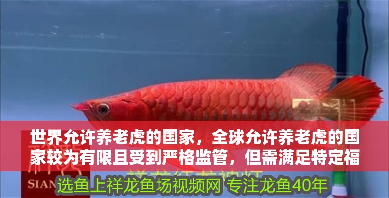 世界允許養老虎的國家，全球允許養老虎的國家較為有限且受到嚴格監管，但需滿足特定福利