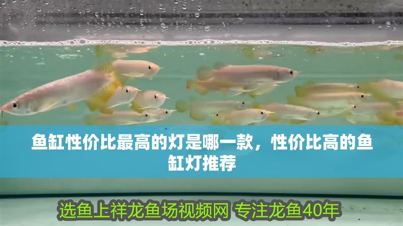 魚缸性價(jià)比最高的燈是哪一款，性價(jià)比高的魚缸燈推薦