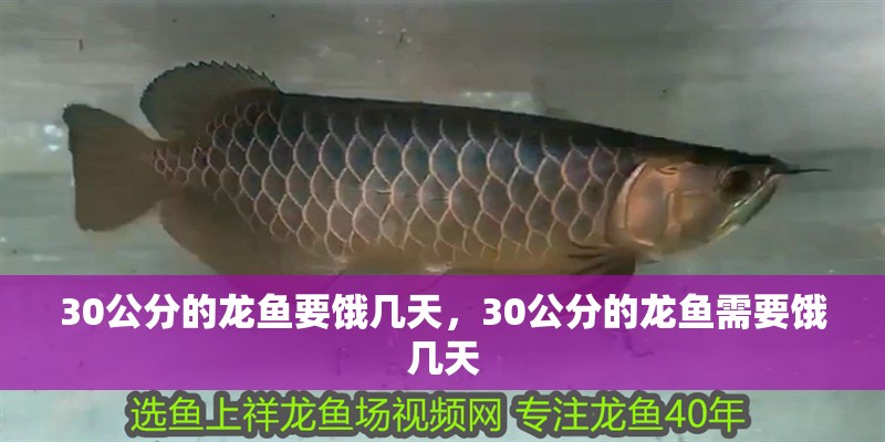 30公分的龍魚要餓幾天，30公分的龍魚需要餓幾天