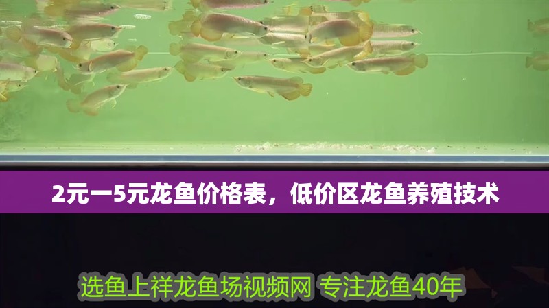 2元一5元龍魚價(jià)格表，低價(jià)區(qū)龍魚養(yǎng)殖技術(shù)