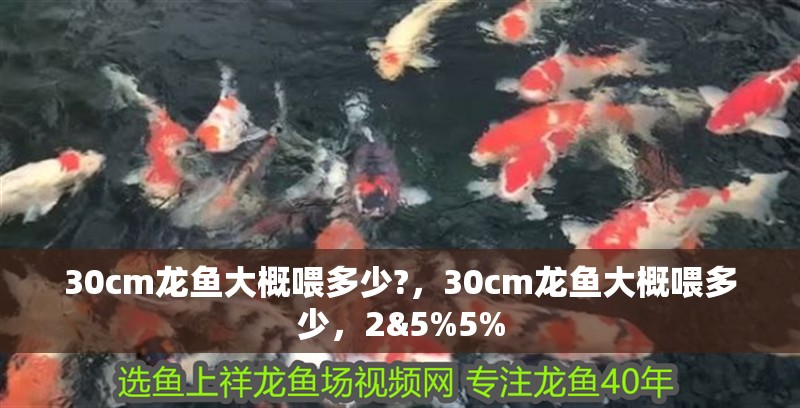 30cm龍魚大概喂多少?，30cm龍魚大概喂多少，2&5%5%