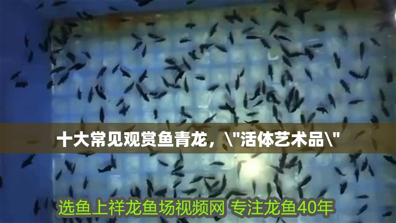 十大常見觀賞魚青龍，\