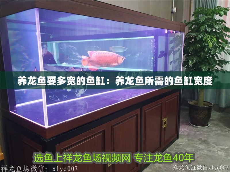 養(yǎng)龍魚要多寬的魚缸：養(yǎng)龍魚所需的魚缸寬度