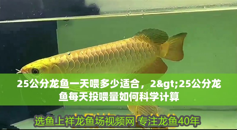 25公分龍魚一天喂多少適合，2>25公分龍魚每天投喂量如何科學(xué)計算