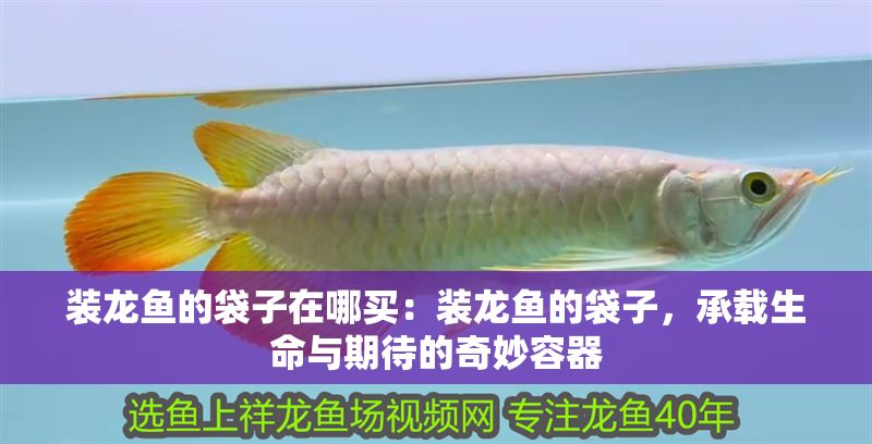 裝龍魚(yú)的袋子在哪買(mǎi)：裝龍魚(yú)的袋子，承載生命與期待的奇妙容器