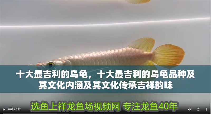 十大最吉利的烏龜，十大最吉利的烏龜品種及其文化內涵及其文化傳承吉祥韻味