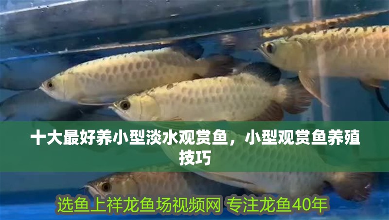 十大最好養小型淡水觀賞魚，小型觀賞魚養殖技巧