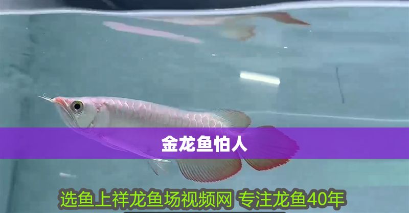 金龍魚怕人 金龍魚怕人 龍魚百科 第2張