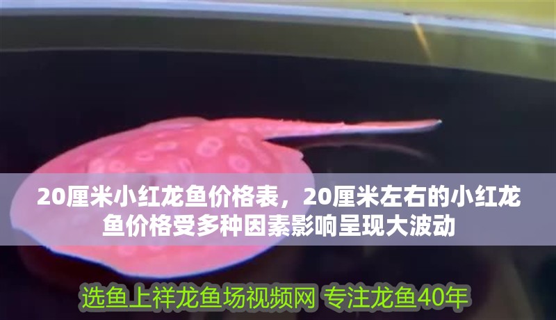 20厘米小紅龍魚價格表，20厘米左右的小紅龍魚價格受多種因素影響呈現大波動