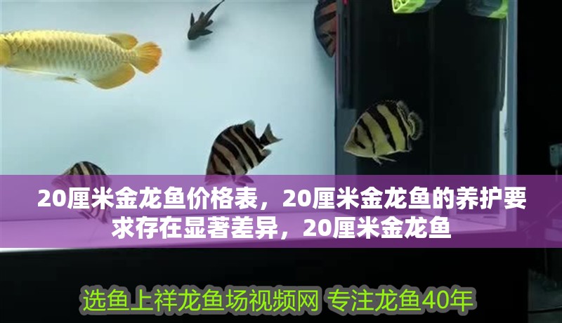 20厘米金龍魚價(jià)格表，20厘米金龍魚的養(yǎng)護(hù)要求存在顯著差異，20厘米金龍魚