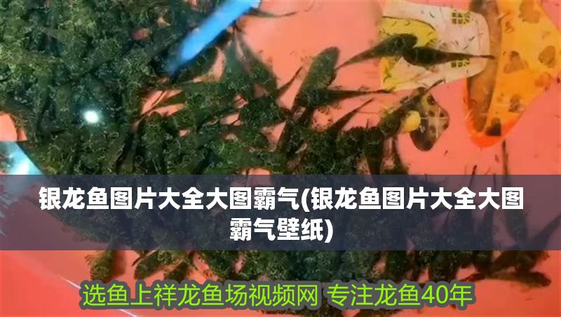 銀龍魚圖片大全大圖霸氣(銀龍魚圖片大全大圖霸氣壁紙)