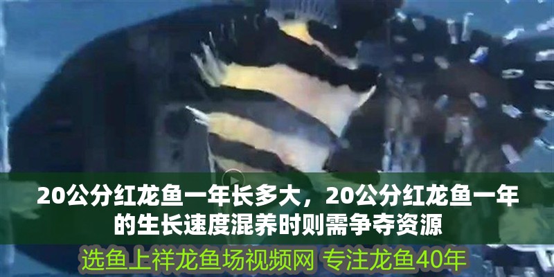 20公分紅龍魚一年長多大，20公分紅龍魚一年的生長速度混養時則需爭奪資源 20公分紅龍魚一年長多大，20公分紅龍魚一年的生長速度混養時則需爭奪資源 水族問答