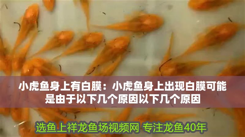 小虎魚身上有白膜：小虎魚身上出現白膜可能是由于以下幾個原因以下幾個原因 小虎魚身上有白膜：小虎魚身上出現白膜可能是由于以下幾個原因以下幾個原因 虎魚百科 第2張