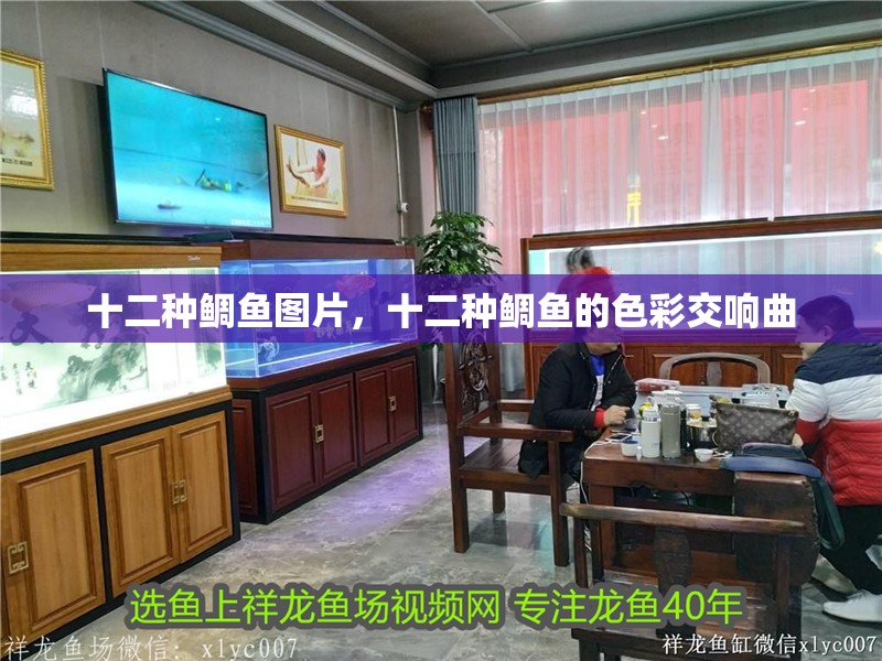 十二種鯛魚圖片，十二種鯛魚的色彩交響曲 十二種鯛魚圖片，十二種鯛魚的色彩交響曲 龍魚論壇