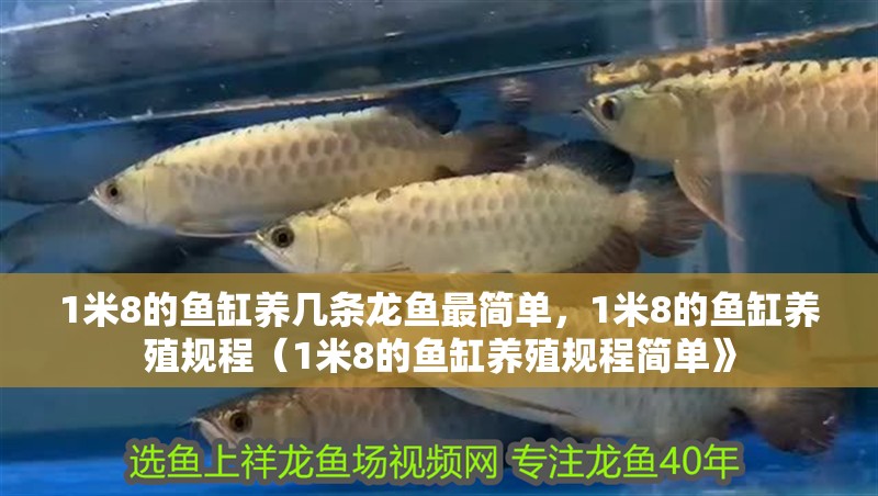 1米8的魚缸養幾條龍魚最簡單，1米8的魚缸養殖規程（1米8的魚缸養殖規程簡單》 1米8的魚缸養幾條龍魚最簡單，1米8的魚缸養殖規程（1米8的魚缸養殖規程簡單》 水族問答
