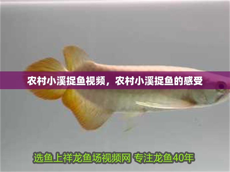 農村小溪捉魚視頻，農村小溪捉魚的感受