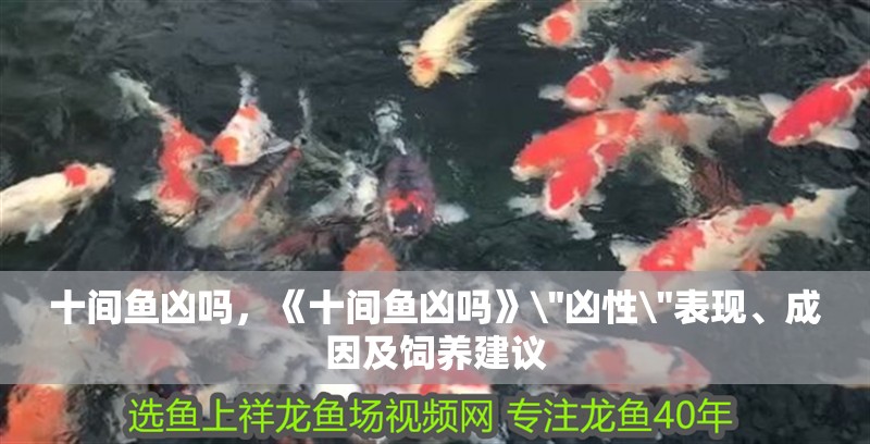 十間魚兇嗎，《十間魚兇嗎》 十間魚兇嗎，《十間魚兇嗎》\