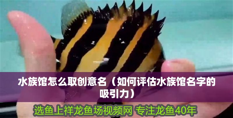 水族館怎么取創意名（如何評估水族館名字的吸引力）