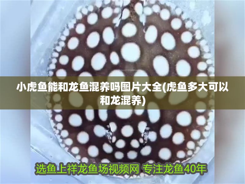 小虎魚能和龍魚混養(yǎng)嗎圖片大全(虎魚多大可以和龍混養(yǎng))