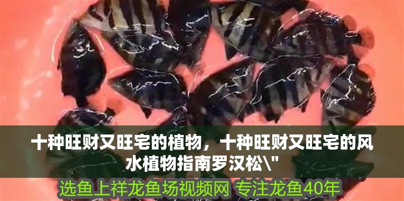 十種旺財又旺宅的植物，十種旺財又旺宅的風水植物指南羅漢松\