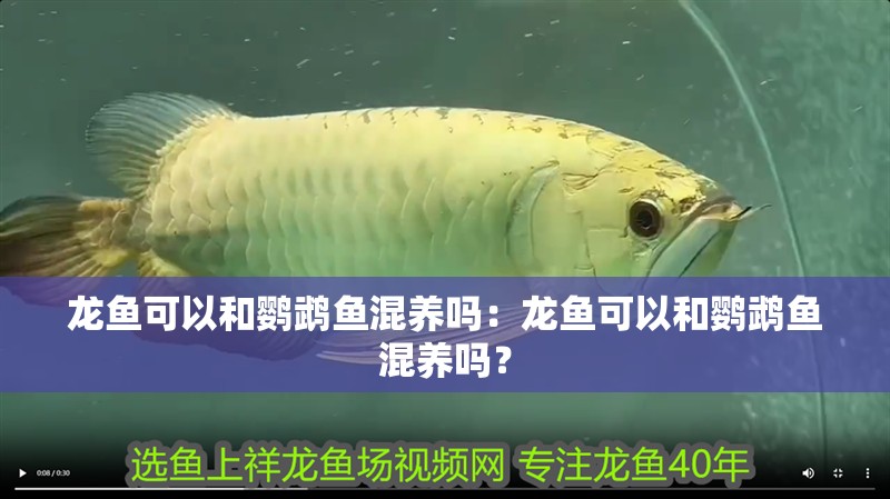 龍魚可以和鸚鵡魚混養嗎：龍魚可以和鸚鵡魚混養嗎？