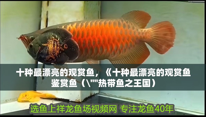 十種最漂亮的觀賞魚，《十種最漂亮的觀賞魚鑒賞魚（ 十種最漂亮的觀賞魚，《十種最漂亮的觀賞魚鑒賞魚（\