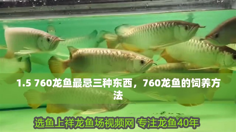 1.5 760龍魚最忌三種東西，760龍魚的飼養方法