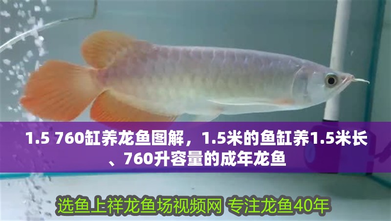 1.5 760缸養龍魚圖解，1.5米的魚缸養1.5米長、760升容量的成年龍魚
