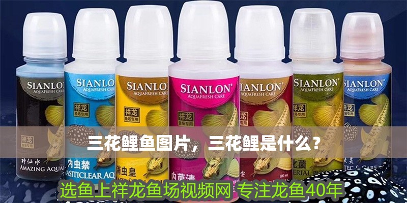 三花鯉魚圖片，三花鯉是什么？