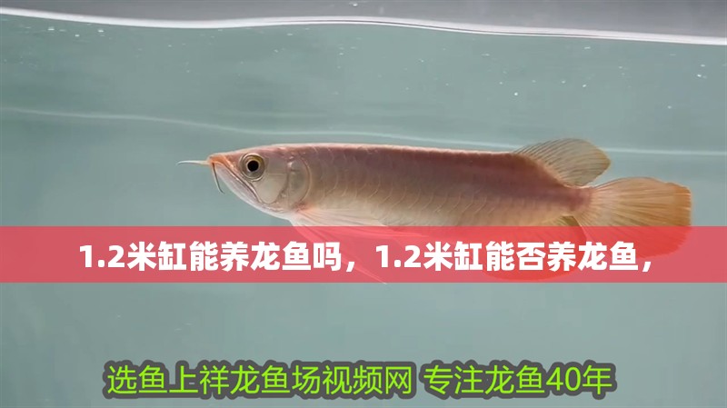 1.2米缸能養龍魚嗎，1.2米缸能否養龍魚，
