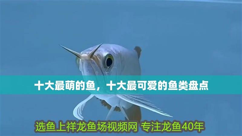 十大最萌的魚，十大最可愛的魚類盤點