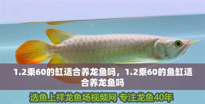 1.2乘60的缸適合養(yǎng)龍魚嗎，1.2乘60的魚缸適合養(yǎng)龍魚嗎