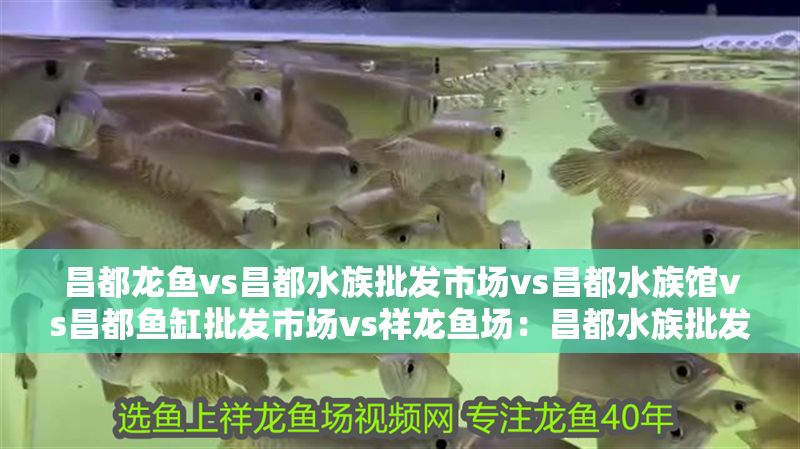 昌都龍魚vs昌都水族批發市場vs昌都水族館vs昌都魚缸批發市場vs祥龍魚場：昌都水族批發市場、昌都水族館、昌都魚缸批發市場、祥龍魚場