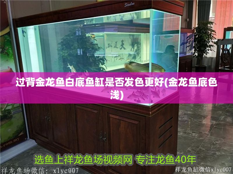 過背金龍魚白底魚缸是否發色更好(金龍魚底色淺)