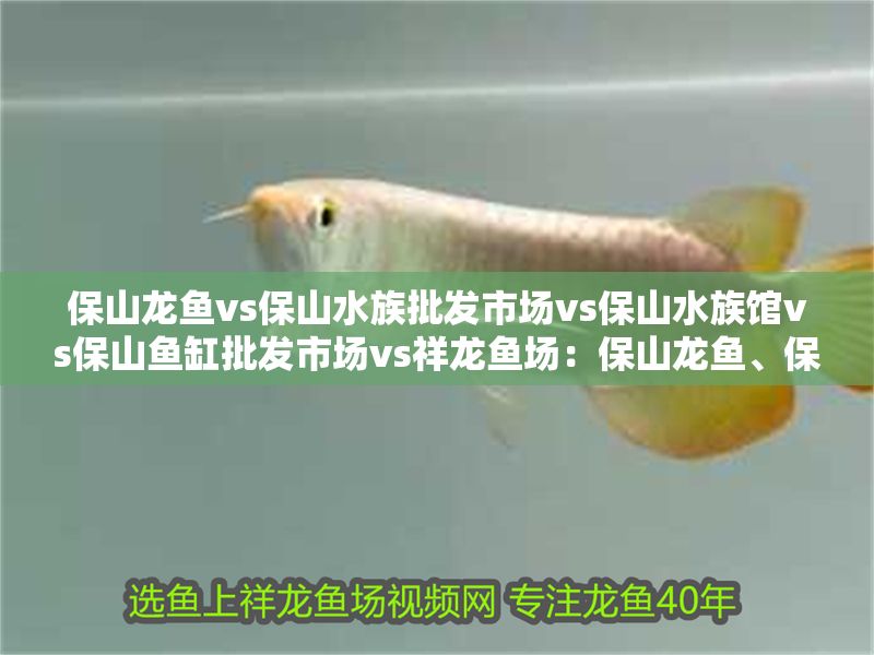 保山龍魚vs保山水族批發(fā)市場vs保山水族館vs保山魚缸批發(fā)市場vs祥龍魚場：保山龍魚、保山水族批發(fā)市場、保山魚缸批發(fā)市場和祥龍魚場的詳細(xì)信息