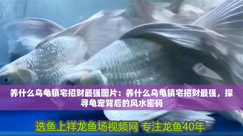 養什么烏龜鎮宅招財最強圖片：養什么烏龜鎮宅招財最強，探尋龜寵背后的風水密碼