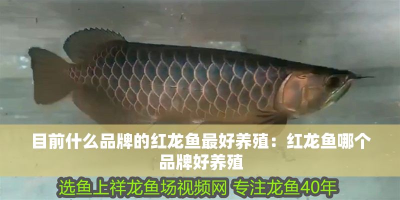 目前什么品牌的紅龍魚最好養殖：紅龍魚哪個品牌好養殖