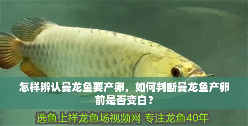 怎樣辨認曼龍魚要產卵，如何判斷曼龍魚產卵前是否變白？ 怎樣辨認曼龍魚要產卵，如何判斷曼龍魚產卵前是否變白？ 水族問答